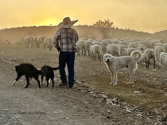 Sheep herder and his dogs in the NV desert